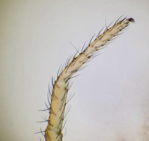 Spider leg