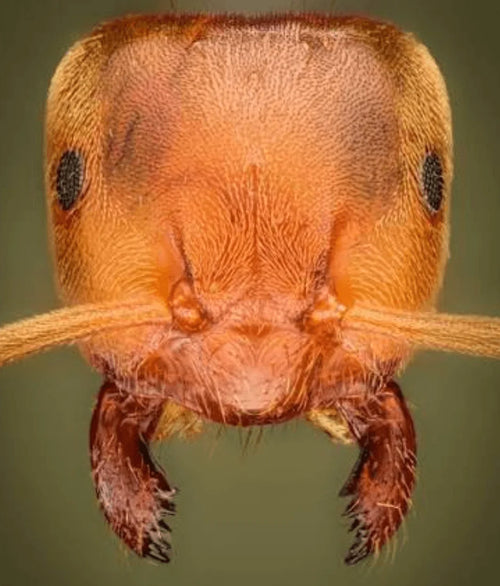 Ant face