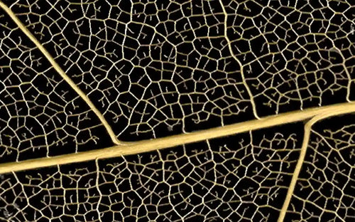 Leaf veins