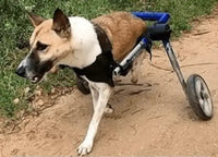 A pet, illustrating our giving commitment